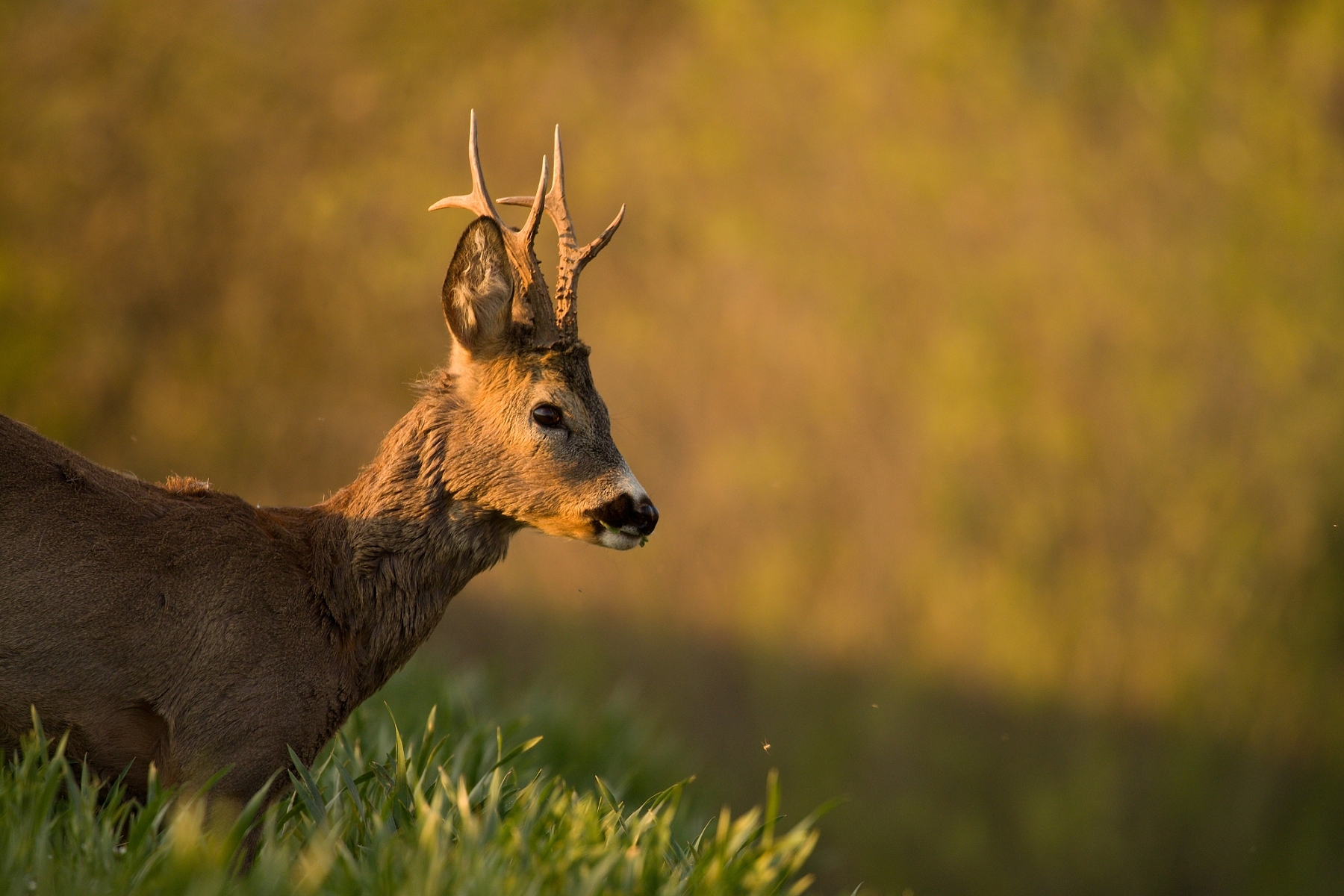 srnec lesný (Capreolus capreolus), Turčianska kotlina, Slovensko (2)