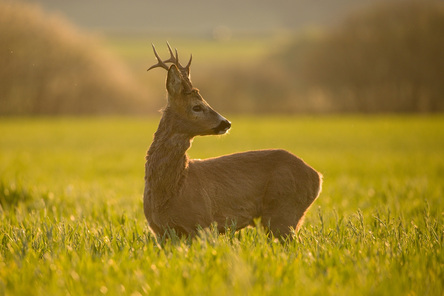 srnec lesný (Capreolus capreolus), Turčianska kotlina, Slovensko (4)