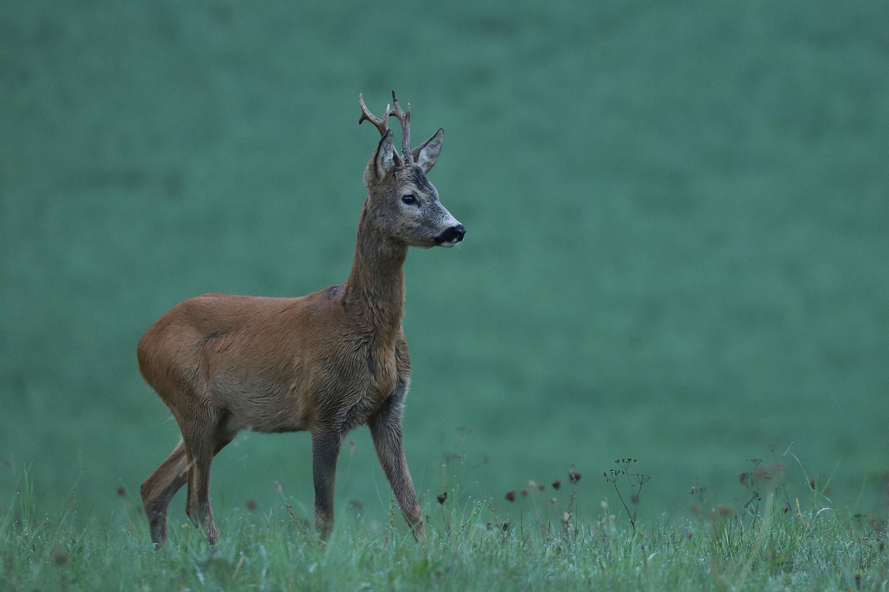 srnec lesný (Capreolus capreolus), Turčianska kotlina, Slovensko