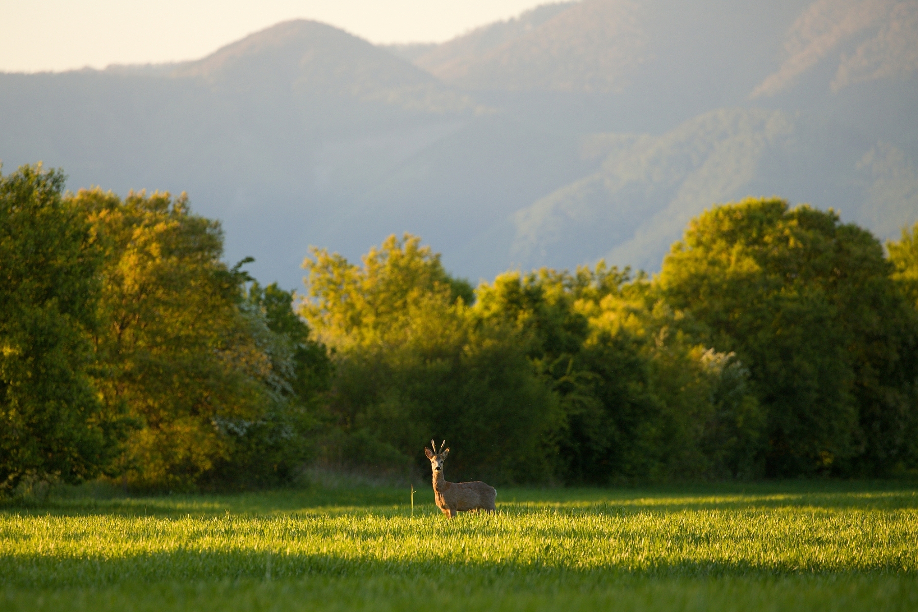 srnec lesný (Capreolus capreolus), Turčianska kotlina, Slovensko (2)