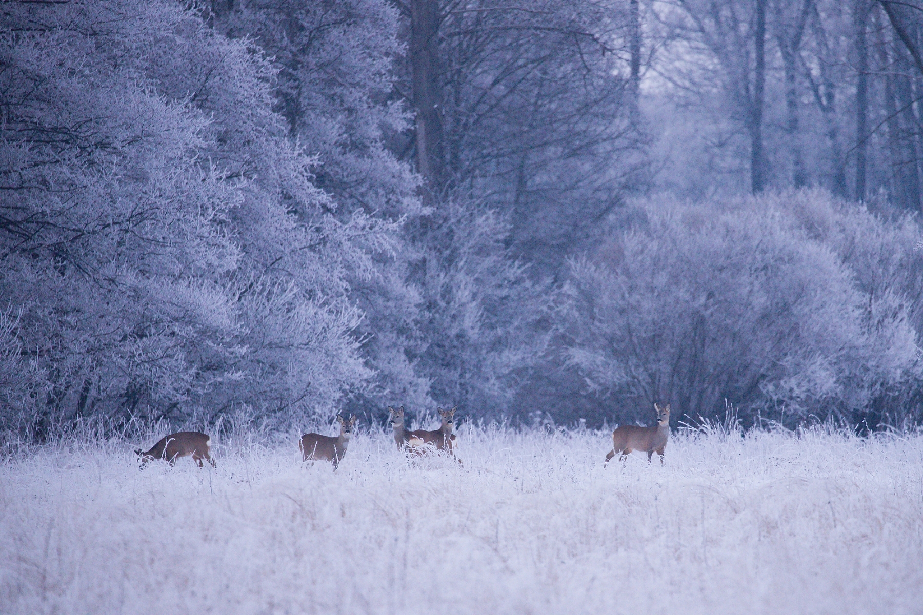 srnec lesný (Capreolus capreolus), Turčianska kotlina, Slovensko (3)