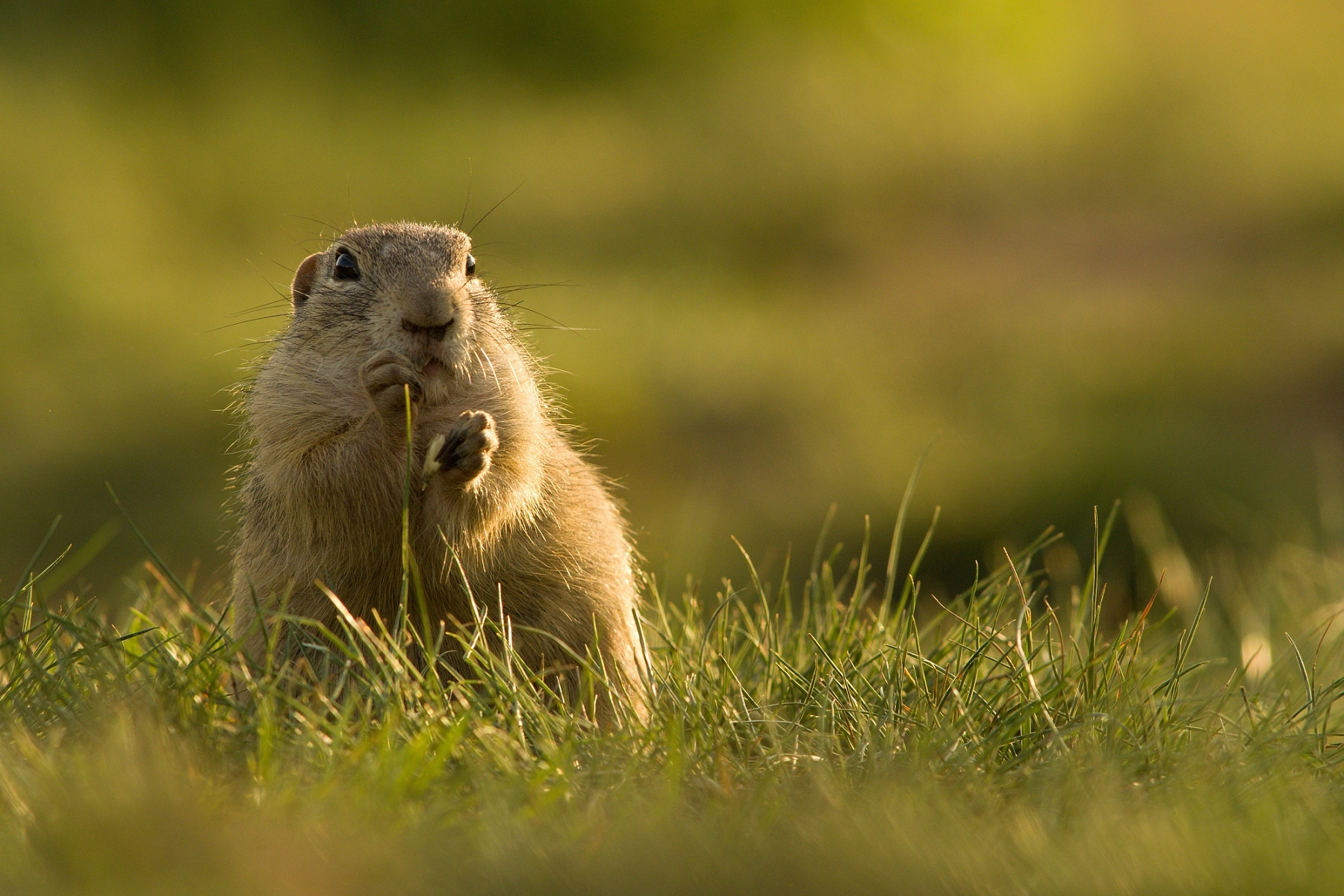 syseľ pasienkový (Spermophilus citellus), Česko (3)