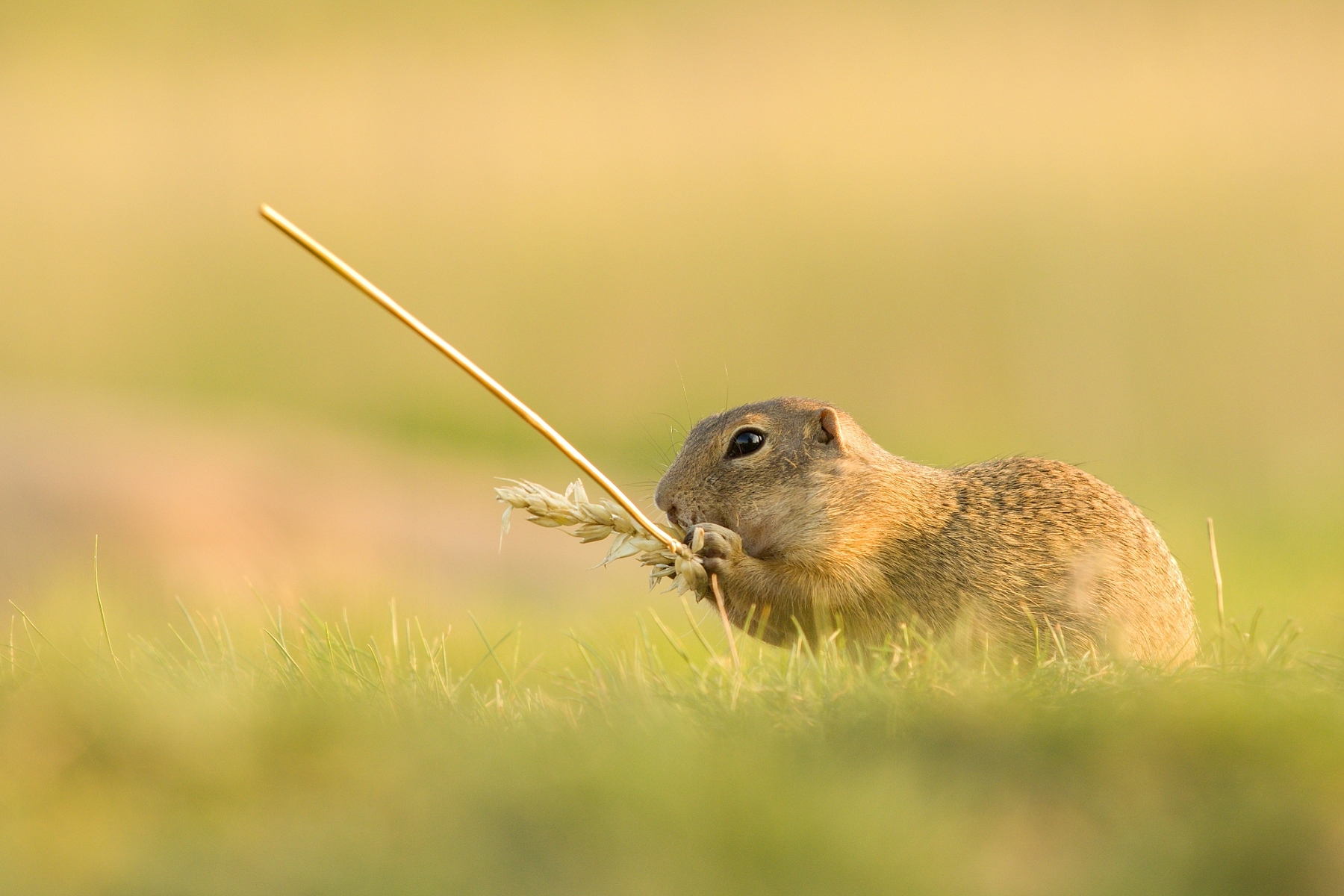 syseľ pasienkový (Spermophilus citellus), Česko (6)