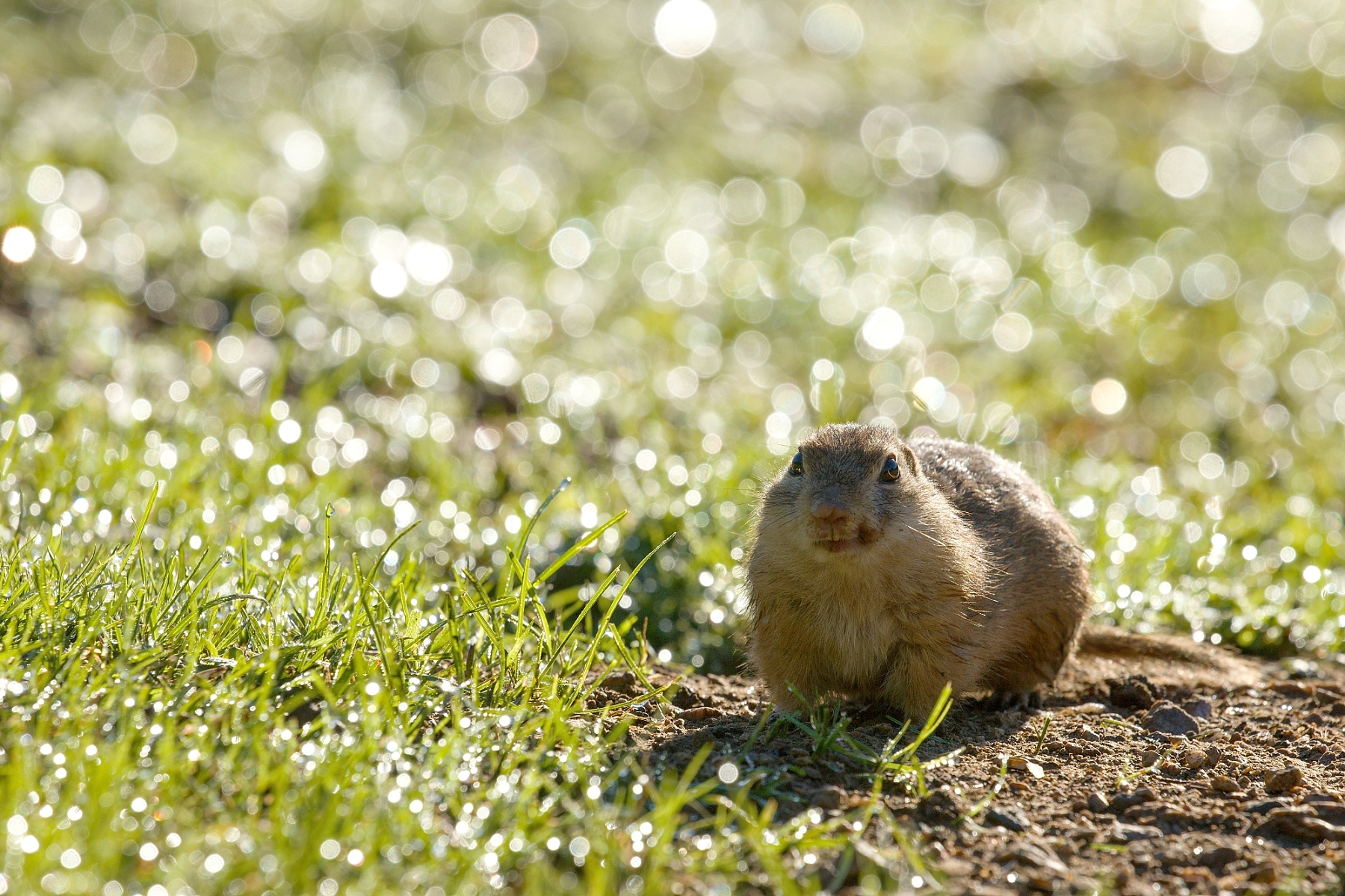 syseľ pasienkový (Spermophilus citellus), Muránska planina, Slovensko (2)