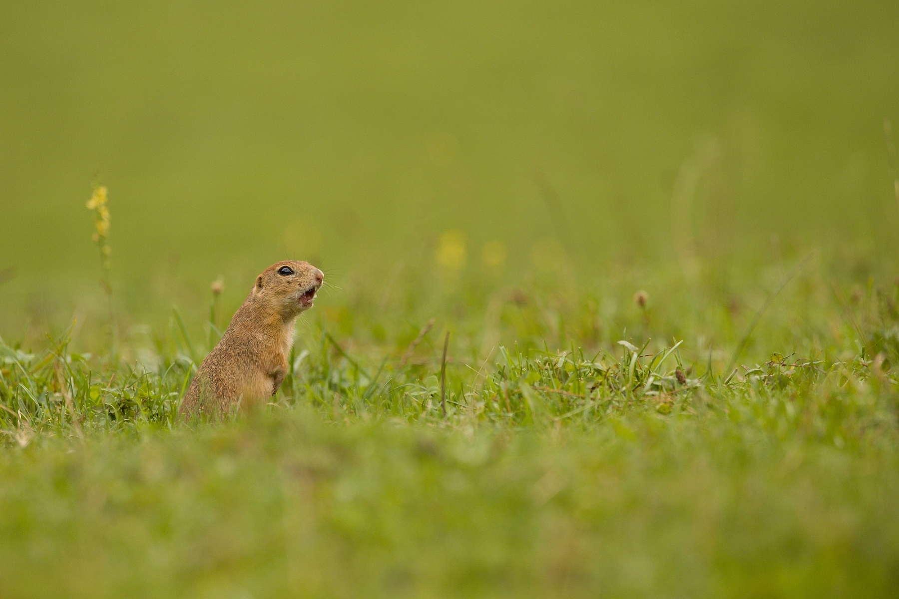 syseľ pasienkový (Spermophilus citellus), Muránska planina, Slovensko