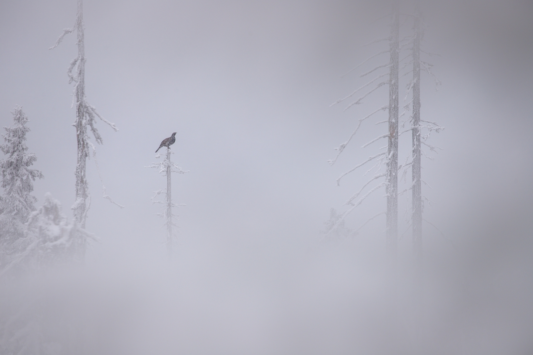 tetrov hlucháň (Tetrao urogallus), Slovensko (4)