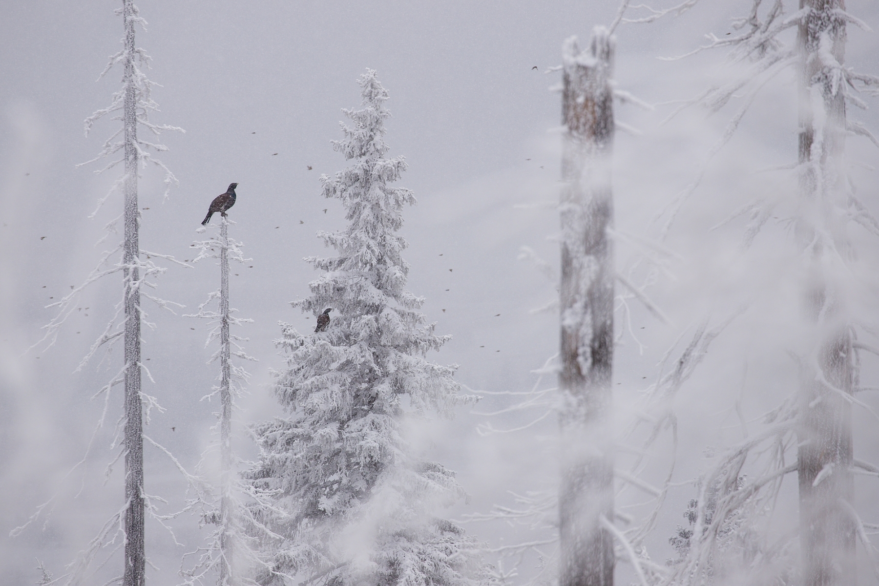 tetrov hlucháň (Tetrao urogallus), Slovensko (8)