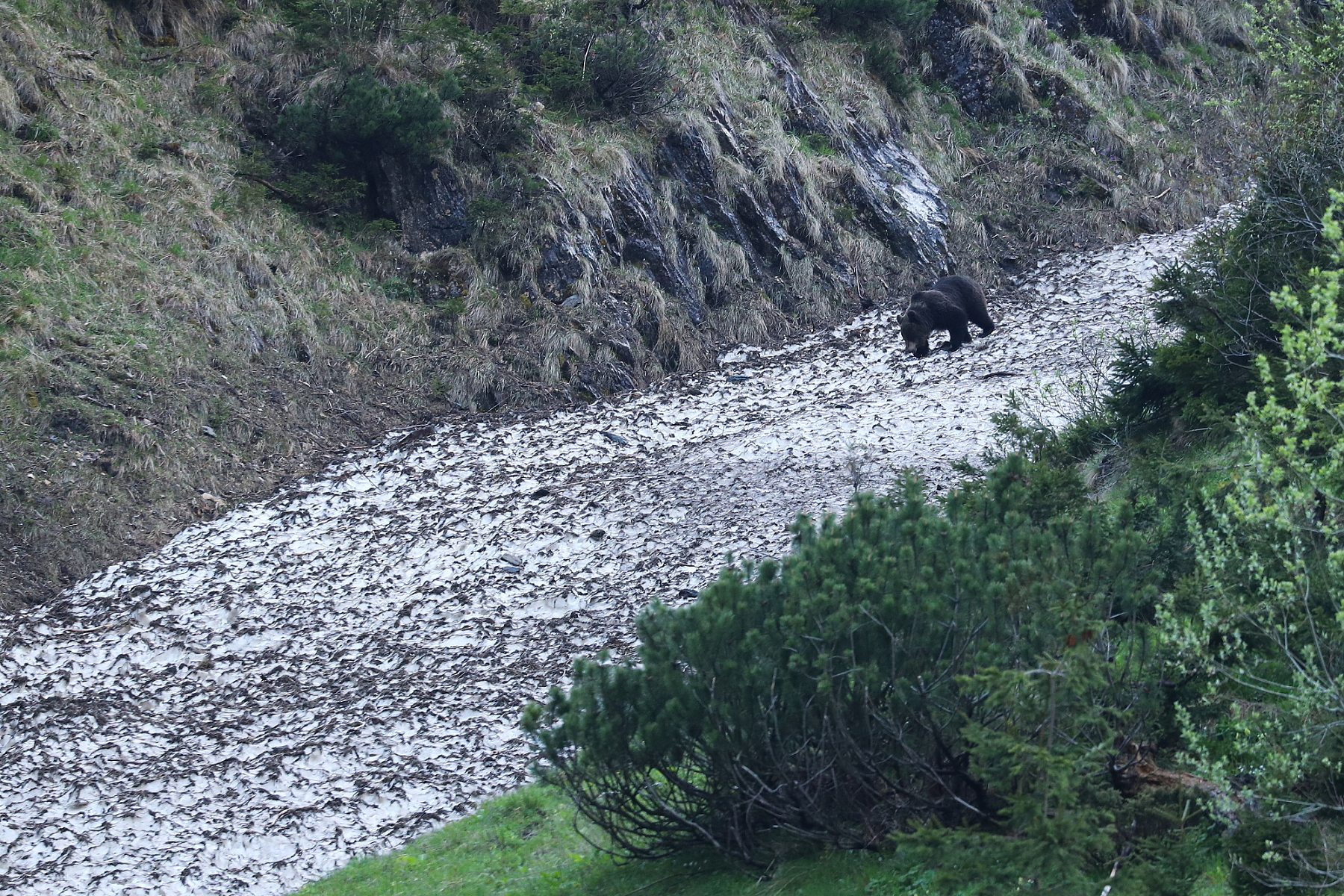 Medveď hnedý (Ursus arctos), Fagaraš, Rumunsko Canon EOS 6d mark II + Canon 100-400 f4.5-5.6 L IS II USM, 400mm, 1/160, f5.6, ISO 1600, 19. máj 2023 