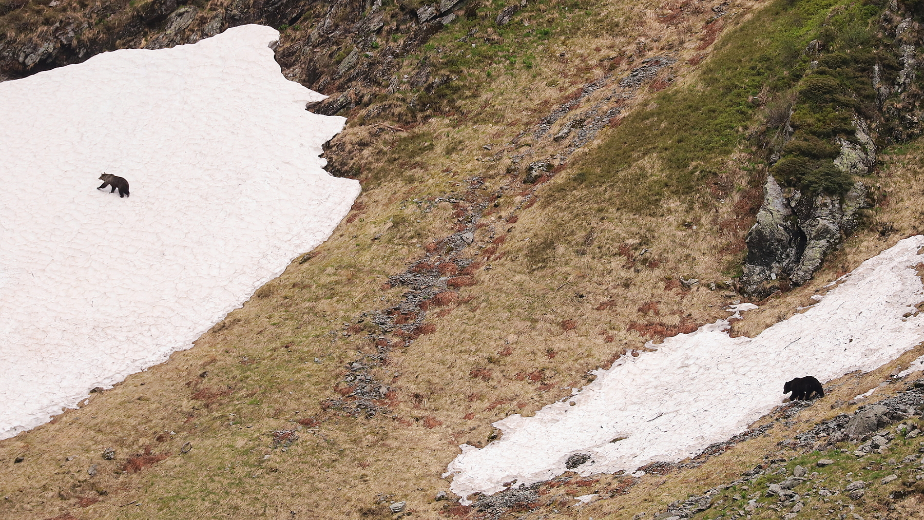 Medveď hnedý (Ursus arctos), Fagaraš, Rumunsko Canon EOS 6d mark II + Canon 100-400 f4.5-5.6 L IS II USM, 300mm, 1/2000, f5, ISO 800, 4. jún 2023 