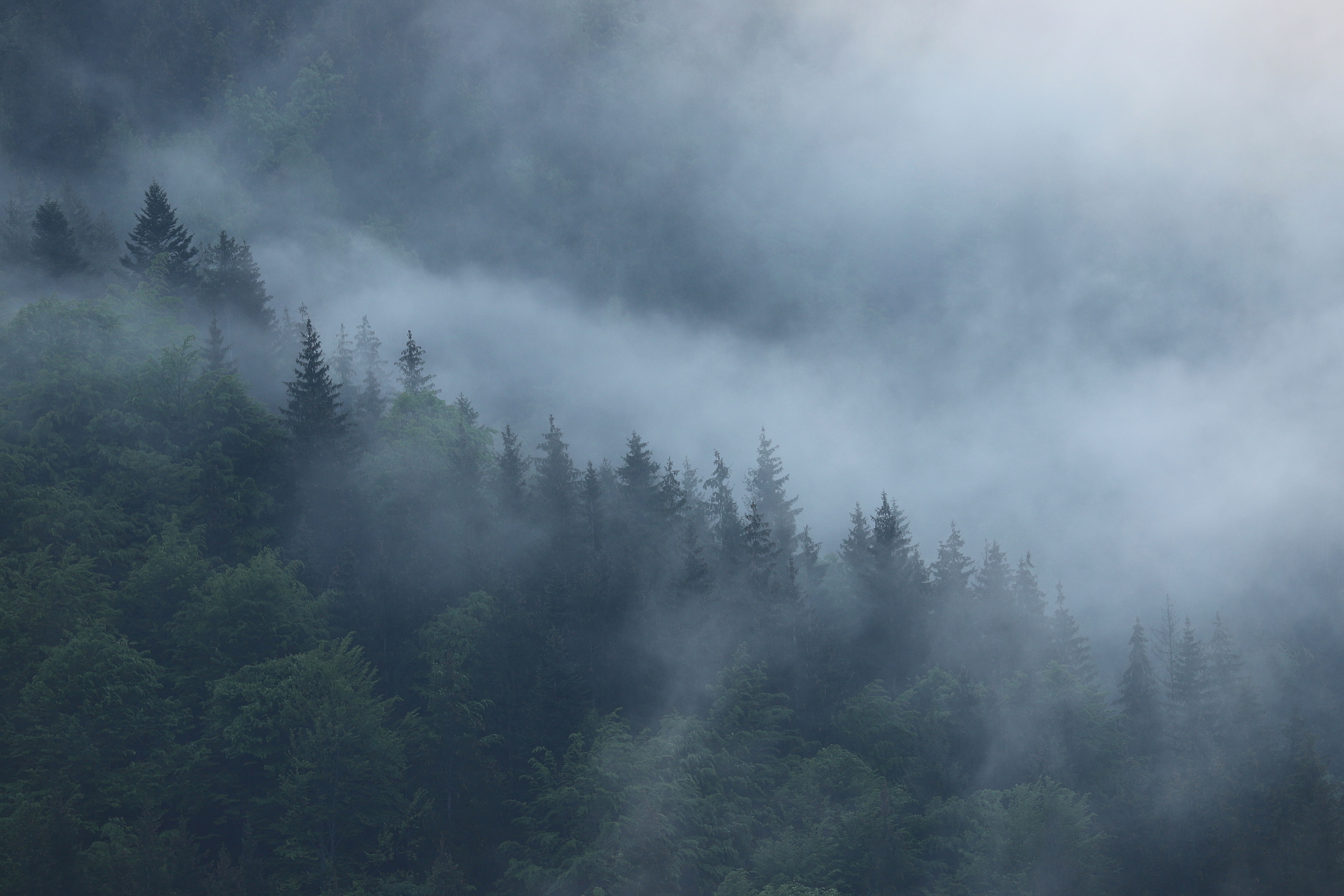 Fagaraš, Rumunsko Canon EOS 6d mark II + Canon 100-400 f4.5-5.6 L IS II USM, 255mm, 1/320, f7.1, ISO 400, 2. jún 2023 