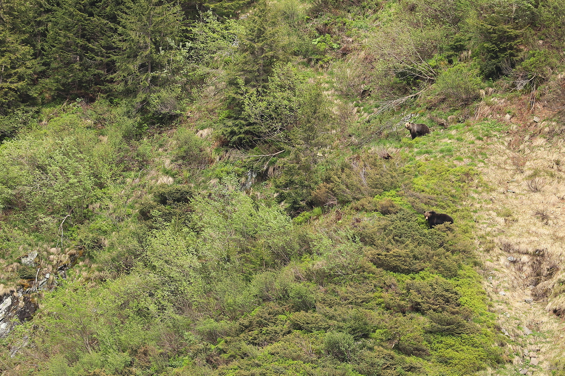 Medveď hnedý (Ursus arctos), Fagaraš, Rumunsko Canon EOS 6d mark II + Canon 100-400 f4.5-5.6 L IS II USM, 400mm, 1/320, f8, ISO 500, 4. jún 2023 