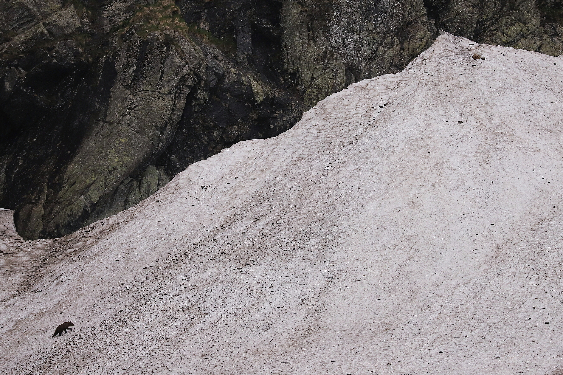 Medveď hnedý (Ursus arctos), Fagaraš, Rumunsko Canon EOS 6d mark II + Canon 100-400 f4.5-5.6 L IS II USM, 400mm, 1/4000, f5.6, ISO 800, 5. jún 2023 