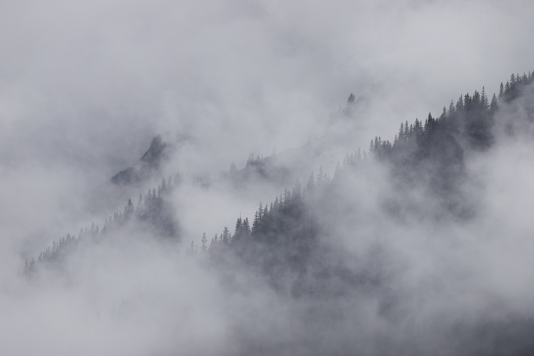 Fagaraš, Rumunsko Canon EOS 6d mark II + Canon 100-400 f4.5-5.6 L IS II USM, 286mm, 1/800, f8, ISO 320, 4. jún 2023 