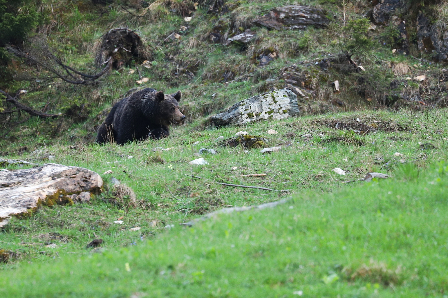 Medveď hnedý (Ursus arctos), Fagaraš, Rumunsko Canon EOS 6d mark II + Canon 100-400 f4.5-5.6 L IS II USM, 400mm, 1/200, f5.6, ISO 2500, 19. máj 2023 