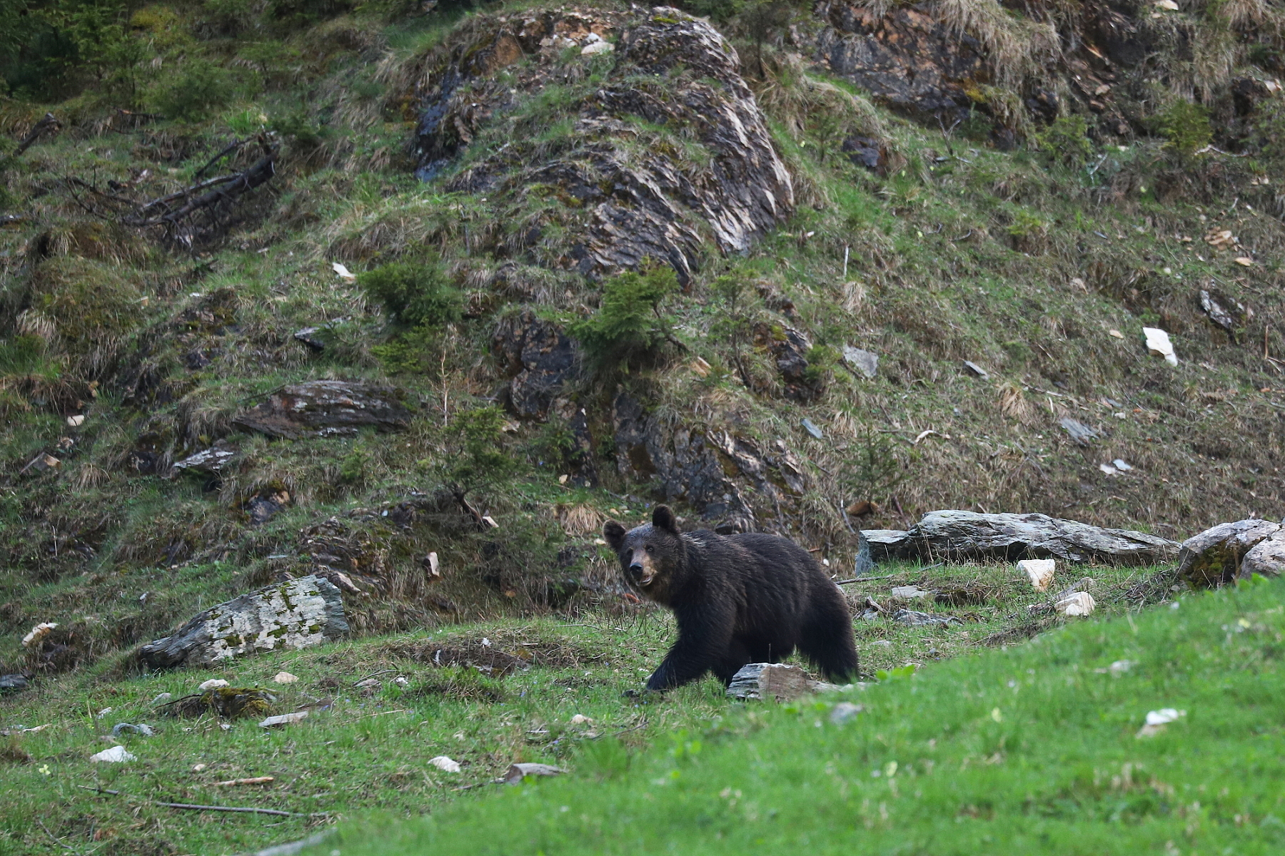 Medveď hnedý (Ursus arctos), Fagaraš, Rumunsko Canon EOS 6d mark II + Canon 100-400 f4.5-5.6 L IS II USM, 400mm, 1/250, f5.6, ISO 2500, 19. máj 2023 