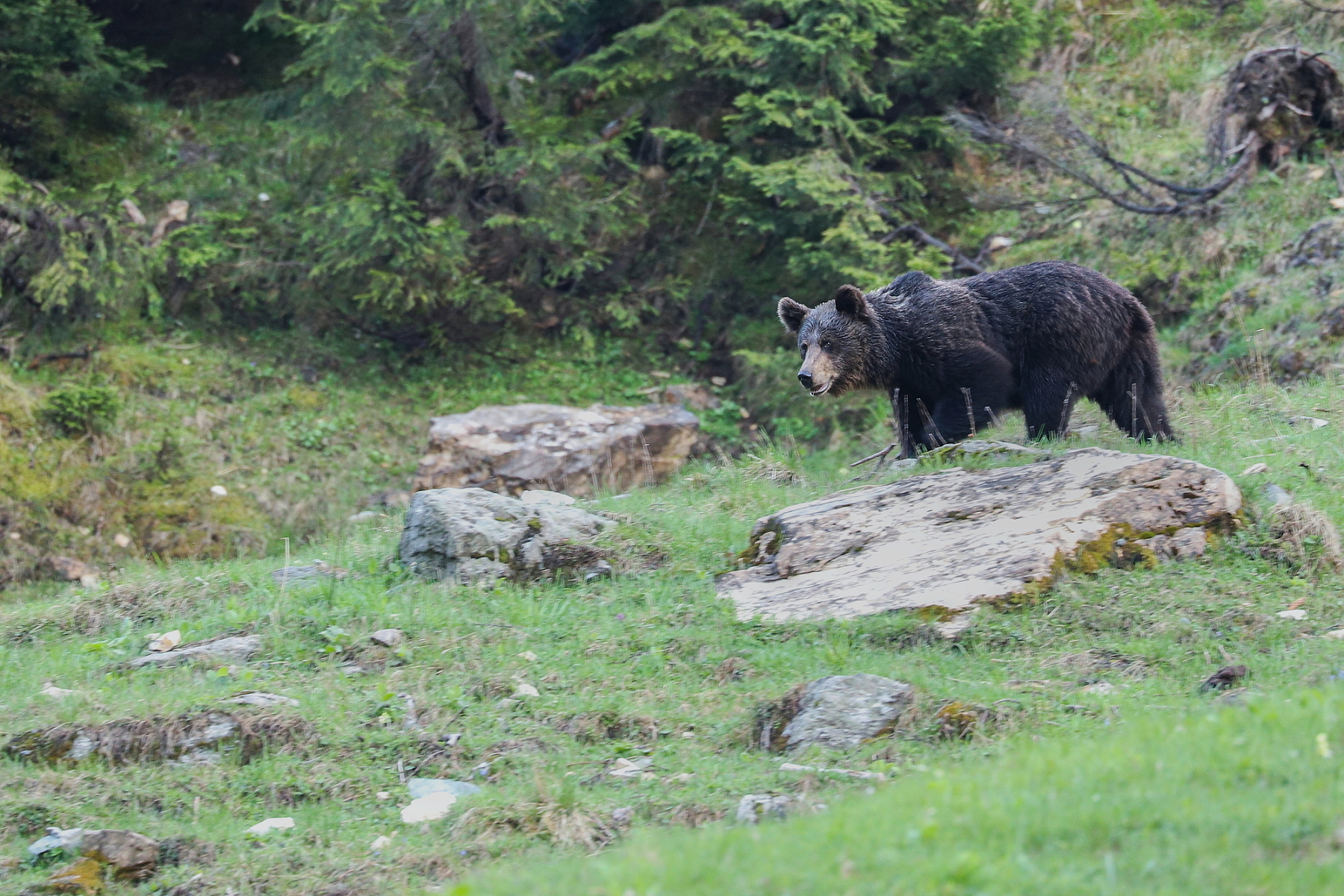 Medveď hnedý (Ursus arctos), Fagaraš, Rumunsko Canon EOS 6d mark II + Canon 100-400 f4.5-5.6 L IS II USM, 400mm, 1/80, f5.6, ISO 2500, 19. máj 2023 