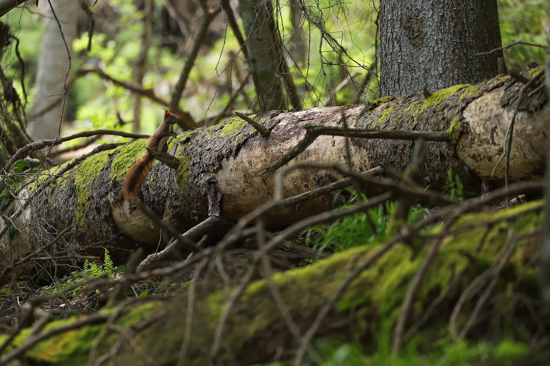 Veverica stromová (Sciurus vulgaris), Fagaraš, Rumunsko Canon EOS 6d mark II + Canon 100-400 f4.5-5.6 L IS II USM, 400mm, 1/160, f5.6, ISO 1250, 22. máj 2023 