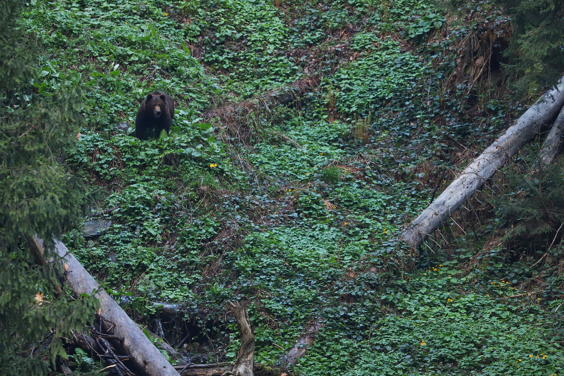 Medveď hnedý (Ursus arctos), Fagaraš, Rumunsko Canon EOS 6d mark II + Canon 100-400 f4.5-5.6 L IS II USM, 400mm, 1/160, f5.6, ISO 3200, 20. máj 2023 