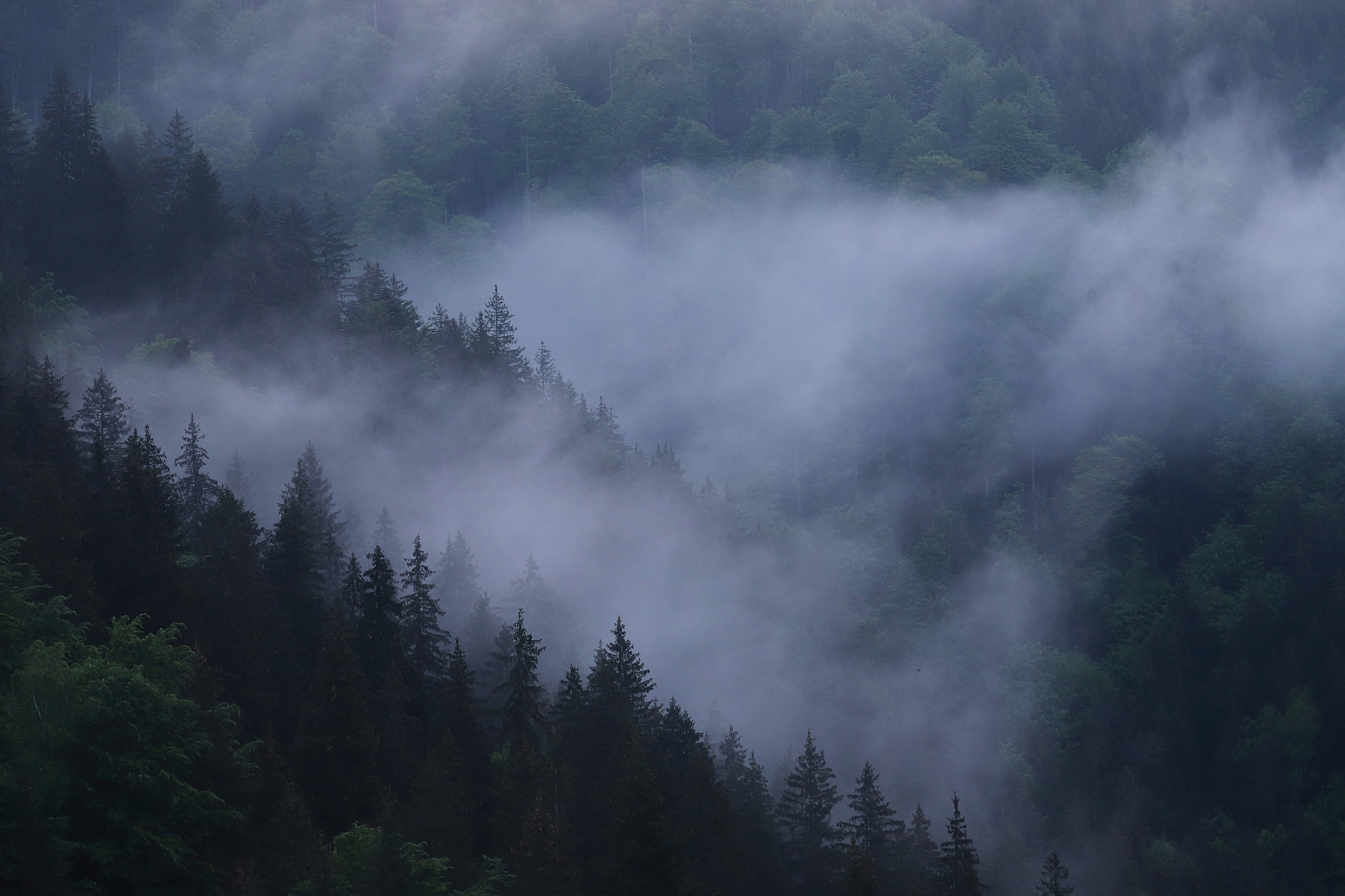 Fagaraš, Rumunsko (1)
