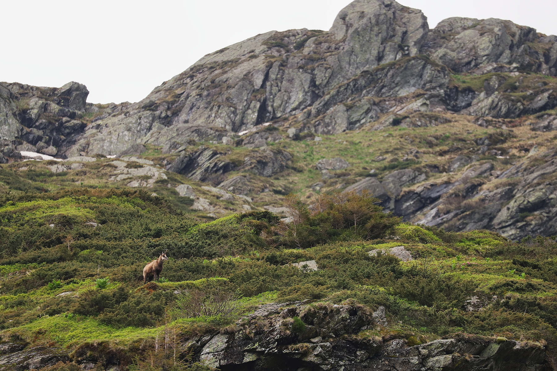 kamzík vrchovský balkánsky (Rupicapra rupicapra balcanica), Fagaraš, Rumunsko