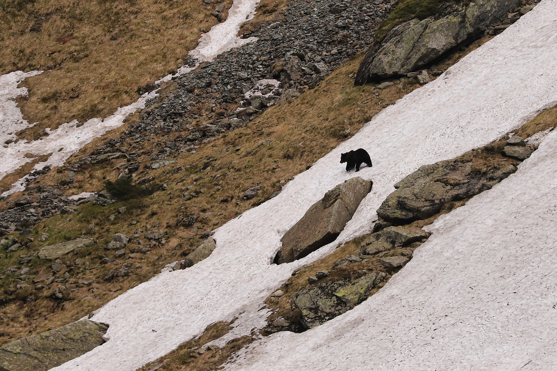 medveď hnedý (Ursus arctos), Fagaraš, Rumunsko (6)