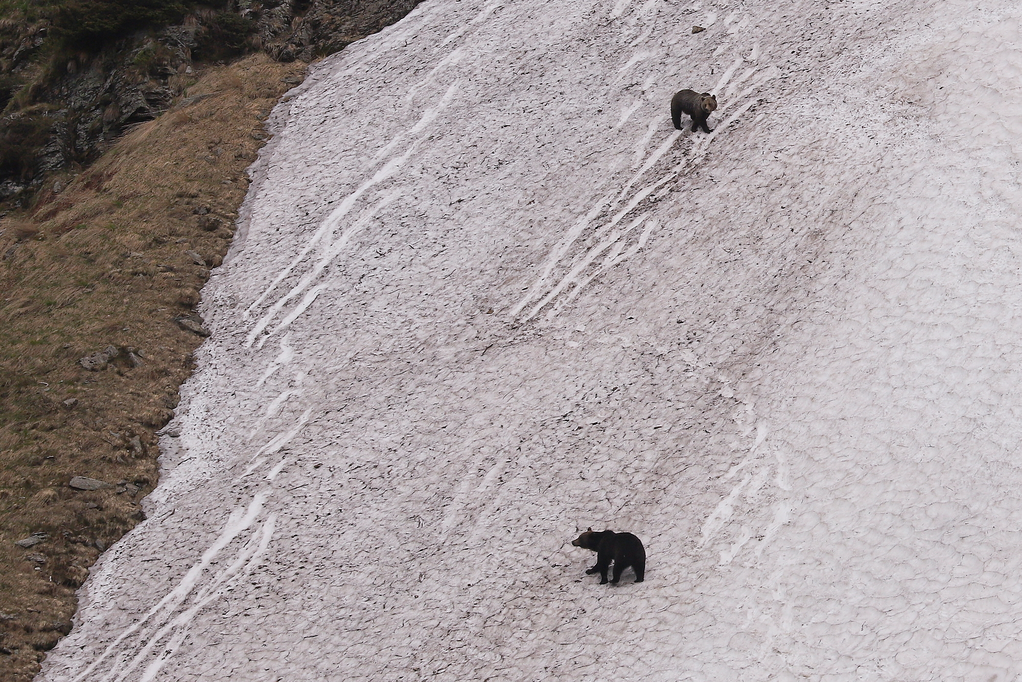 Medveď hnedý (Ursus arctos), Fagaraš, RumunskoCanon EOS 6d mark II + Canon 100-400 f4.5-5.6 L IS II USM, 400mm, 1/2000, f8, ISO 500, 4. jún 2023 