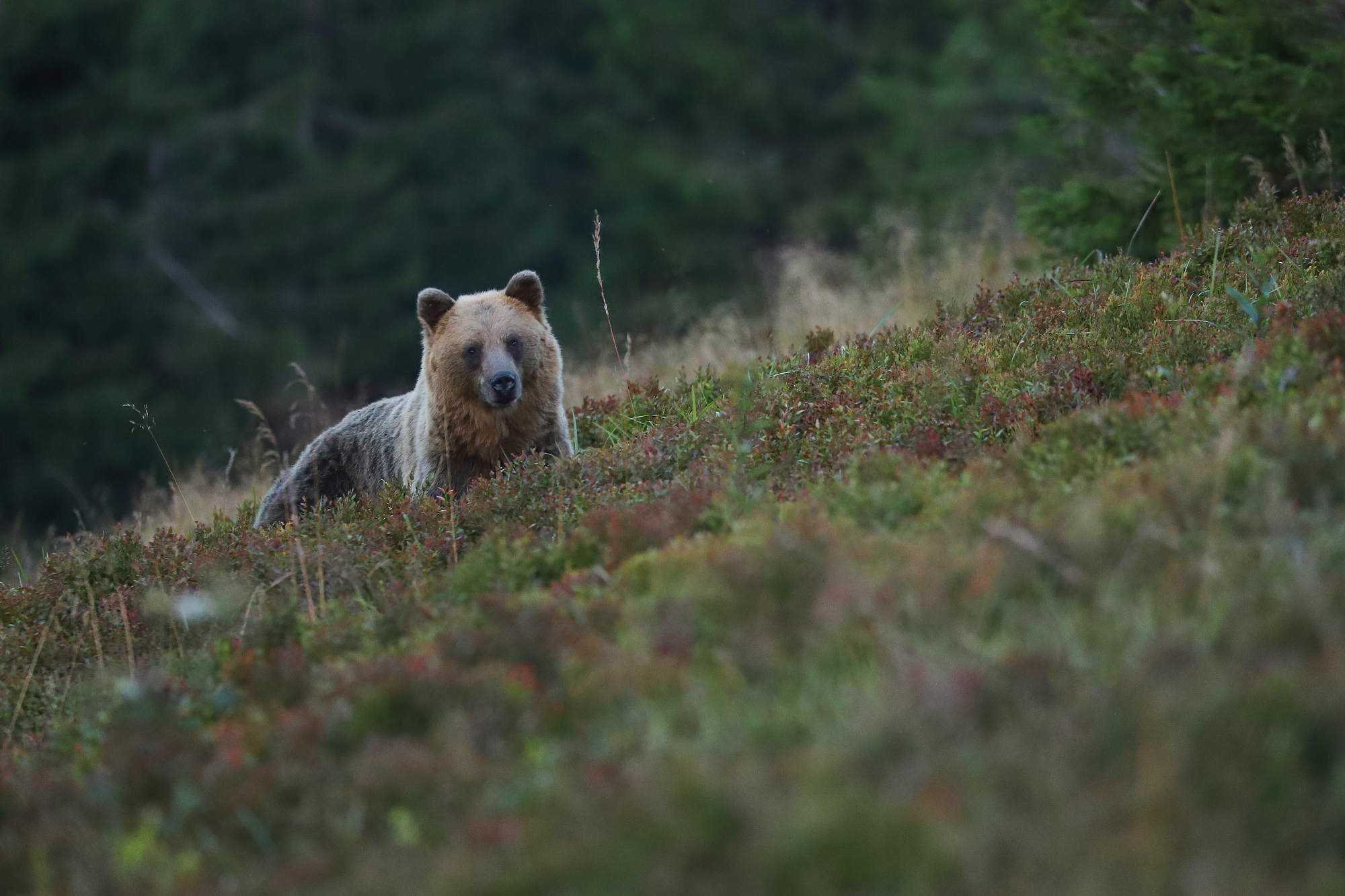 Medveď hnedý (Ursus arctos), Liptov, SlovenskoCanon EOS 6d mark II + Canon 100-400 f4.5-5.6 L IS II USM, 400mm, 1/125, f5.6, ISO 3200, 15. august 2023 