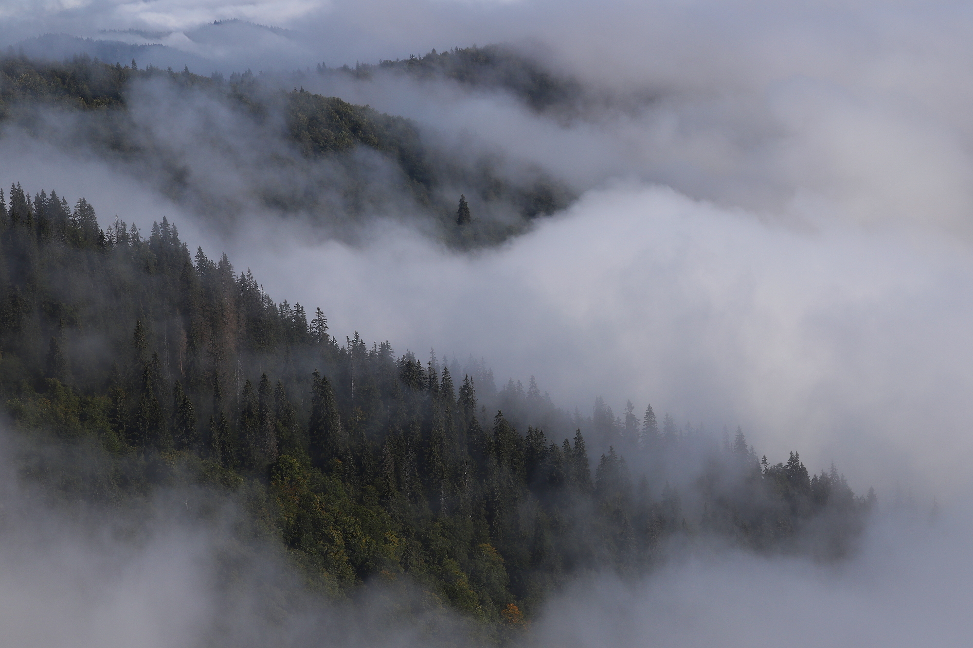 Liptov, SlovenskoCanon EOS 6d mark II + Canon 100-400 f4.5-5.6 L IS II USM, 142mm, 1/1600, f8, ISO 250, 25. september 2023 