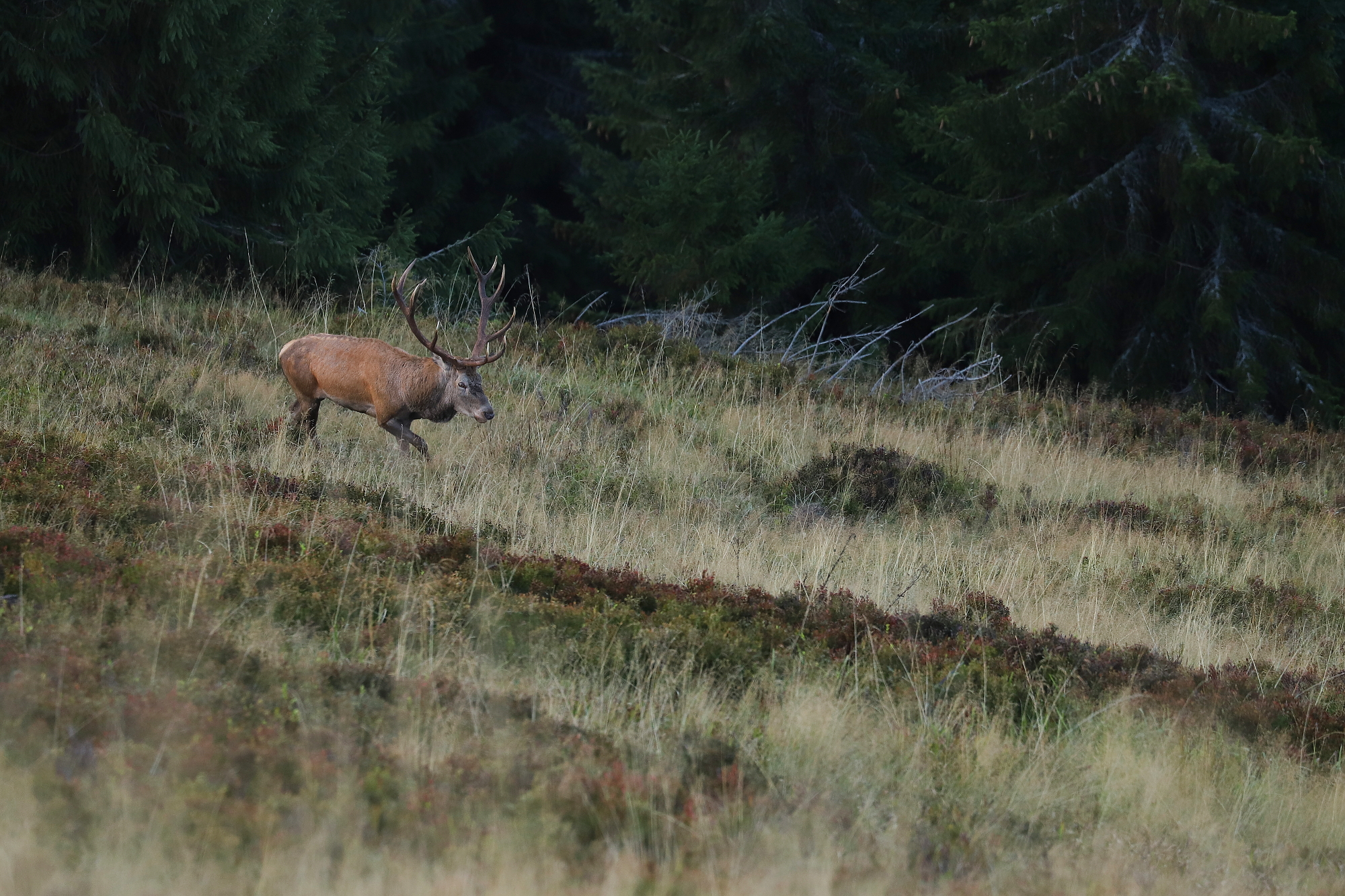 Jeleň lesný (Cervus elaphus), Liptov, SlovenskoCanon EOS 6d mark II + Canon 100-400 f4.5-5.6 L IS II USM, 400mm, 1/320, f8, ISO 1000, 25. september 2023 