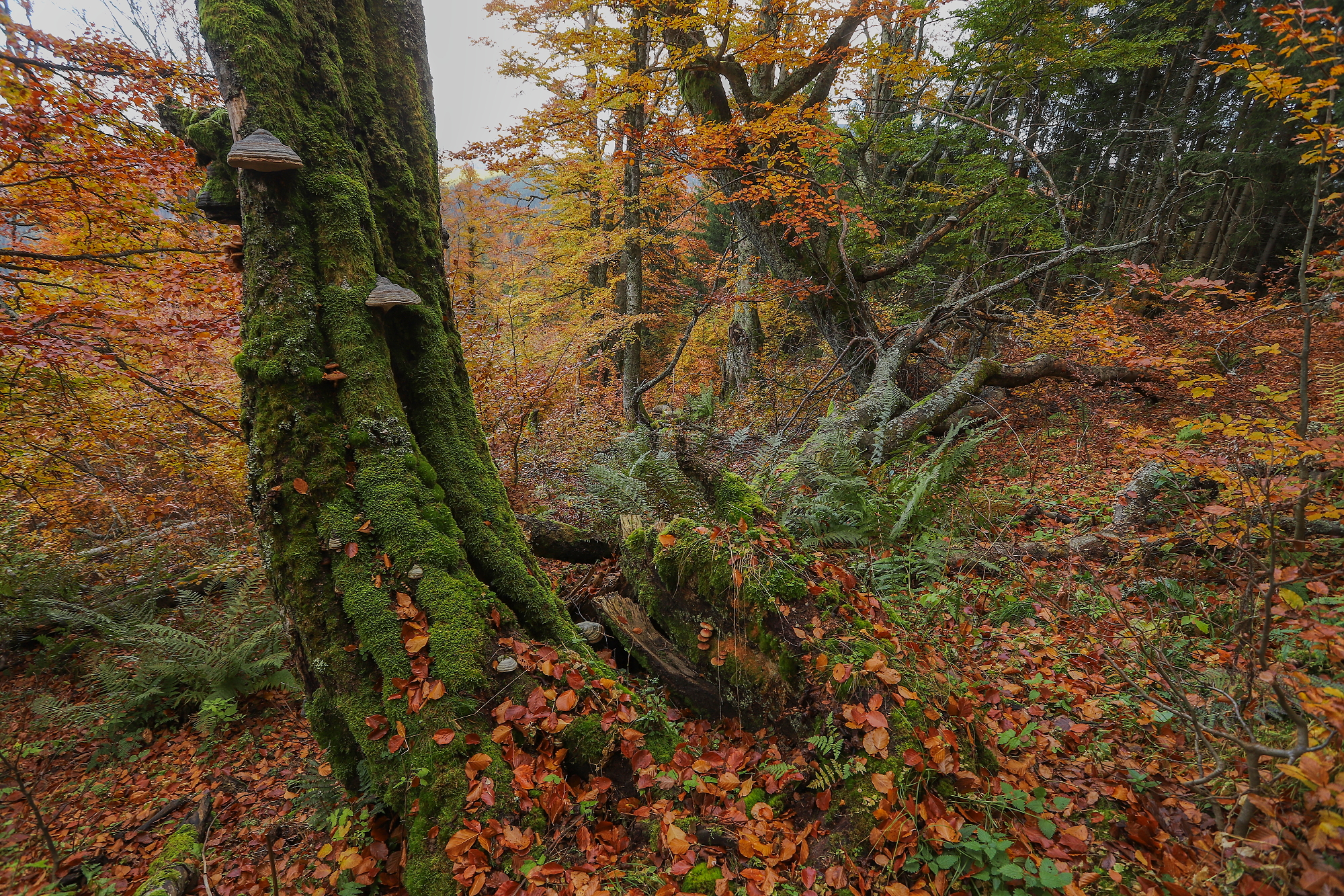 Jesenný prales, Liptov, SlovenskoCanon EOS 6d mark II + Canon 17-40mm, 17mm, 1/30, f8, ISO 320, 26. október 2023 