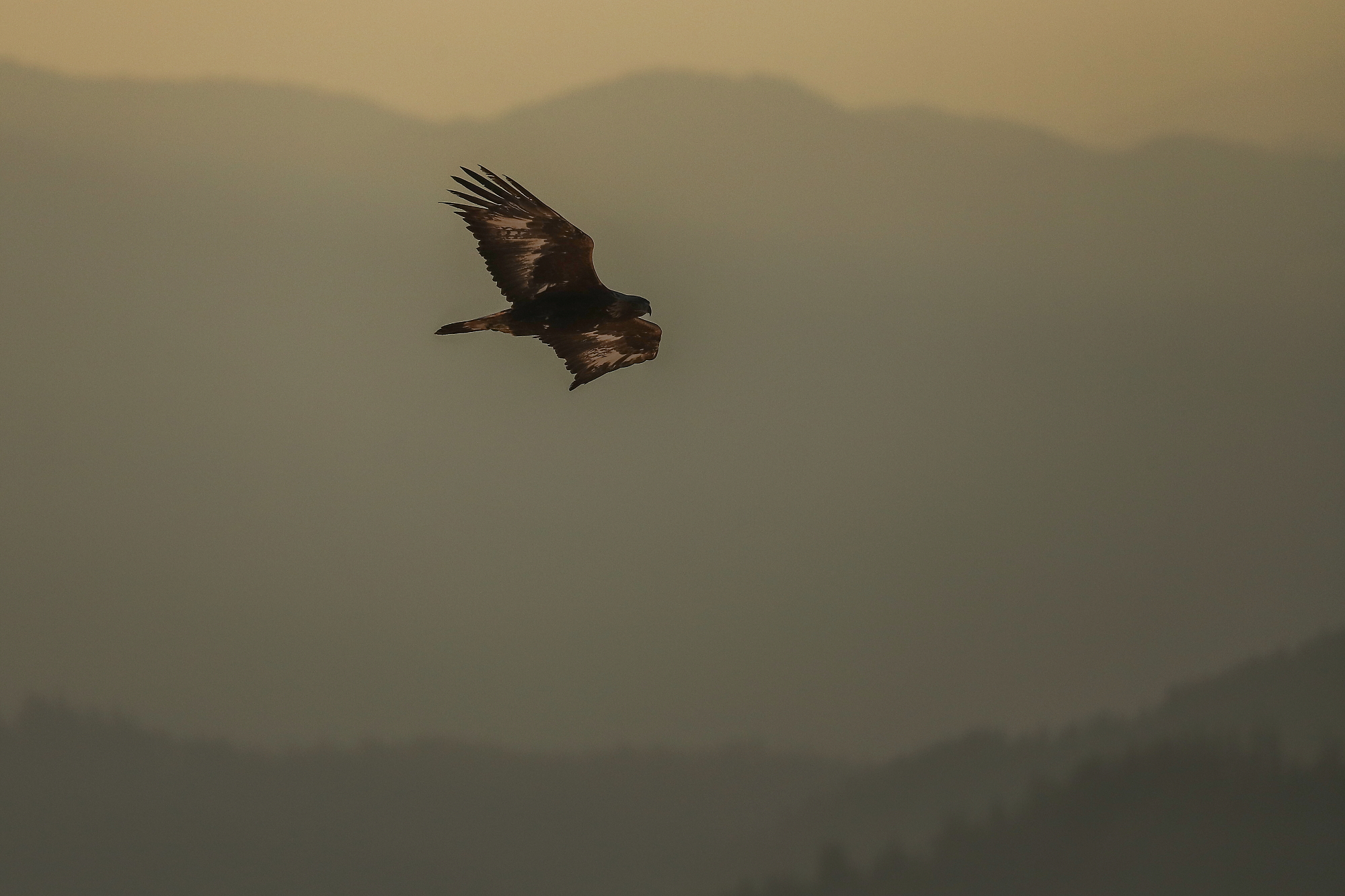 Orol skalný (Aquila chrysaetos). Liptov, SlovenskoCanon EOS 6d mark II + Canon 100-400 f4.5-5.6 L IS II USM, 400mm, 1/4000, 7.1, ISO 640, 30. apríl 2023 