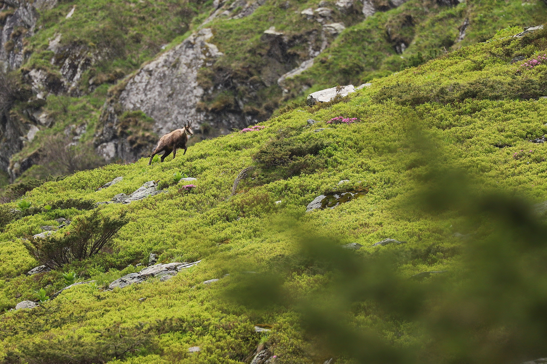 kamzík vrchovský balkánsky (Rupicapra rupicapra balcanica), Fagaraš, Rumunsko (2)