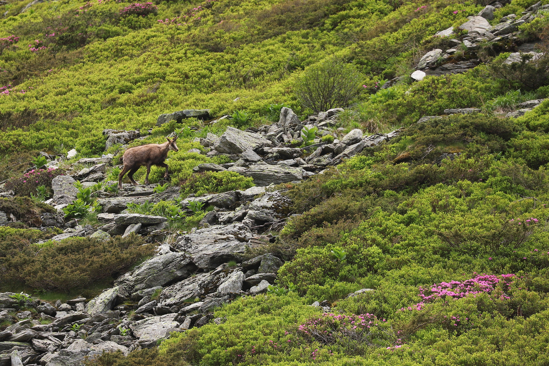 kamzík vrchovský balkánsky (Rupicapra rupicapra balcanica), Fagaraš, Rumunsko (3)