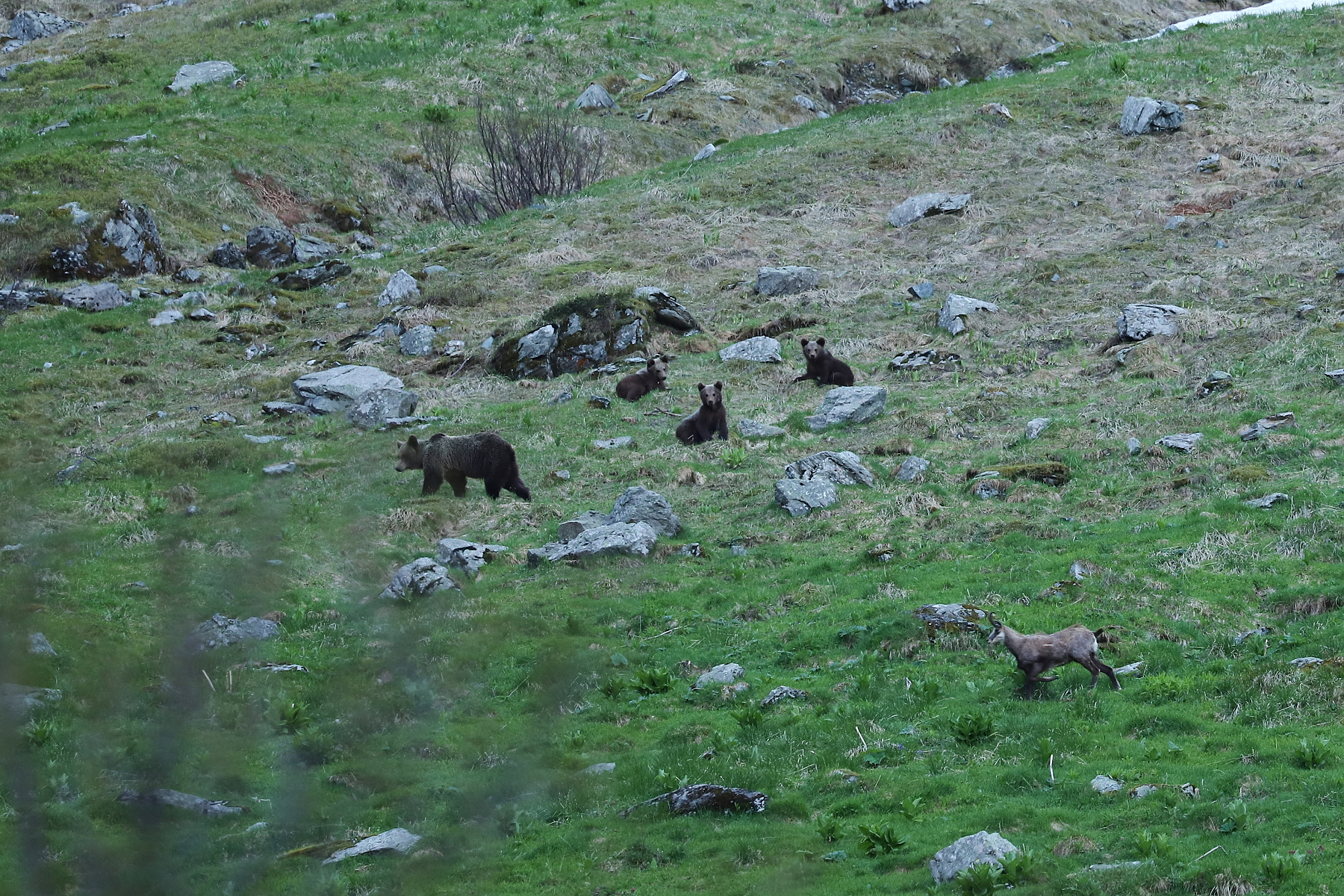 medveď hnedý (Ursus arctos), Fagaraš, Rumunsko (1)