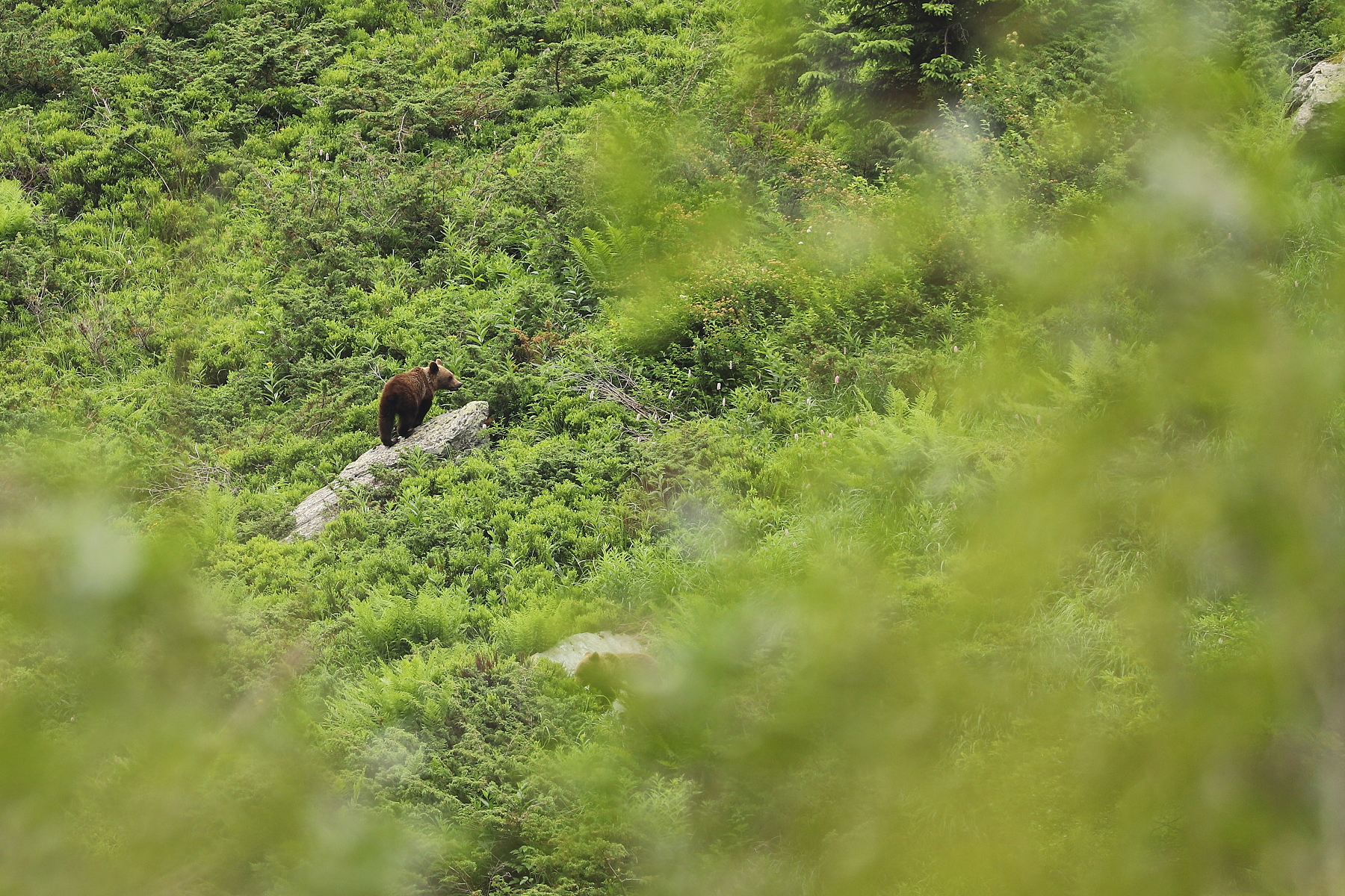 medveď hnedý (Ursus arctos), Fagaraš, Rumunsko (10)