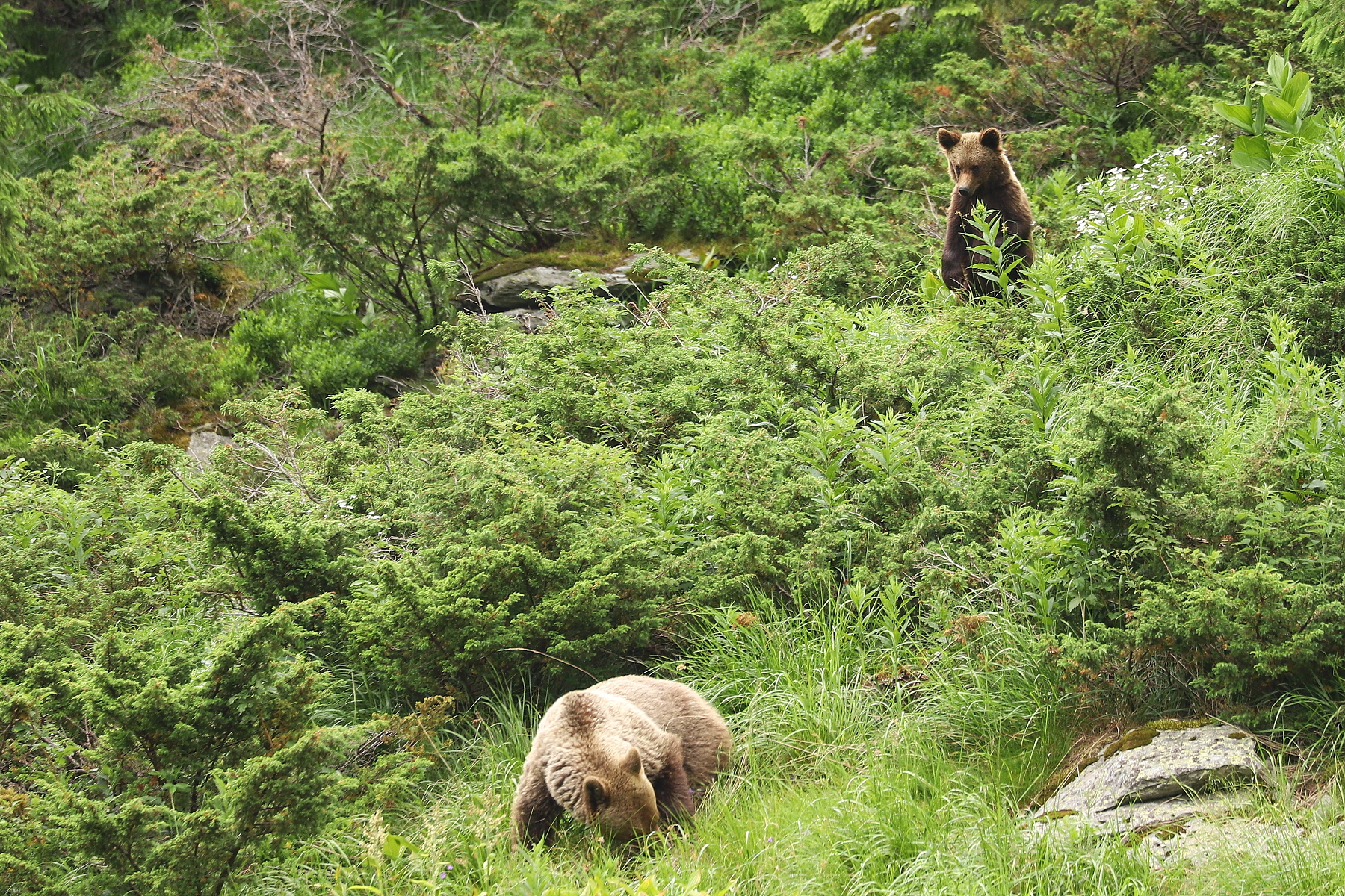 medveď hnedý (Ursus arctos), Fagaraš, Rumunsko (11)