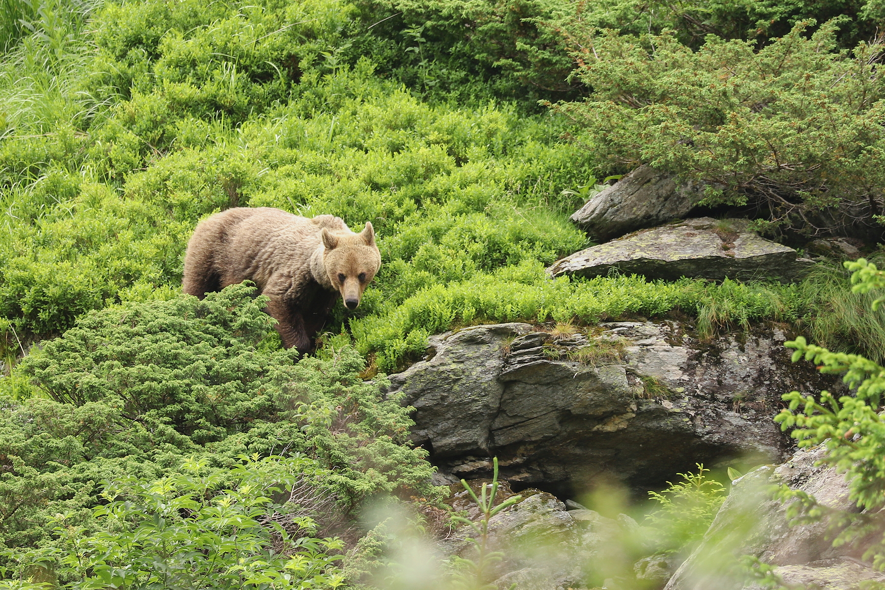 medveď hnedý (Ursus arctos), Fagaraš, Rumunsko (12)