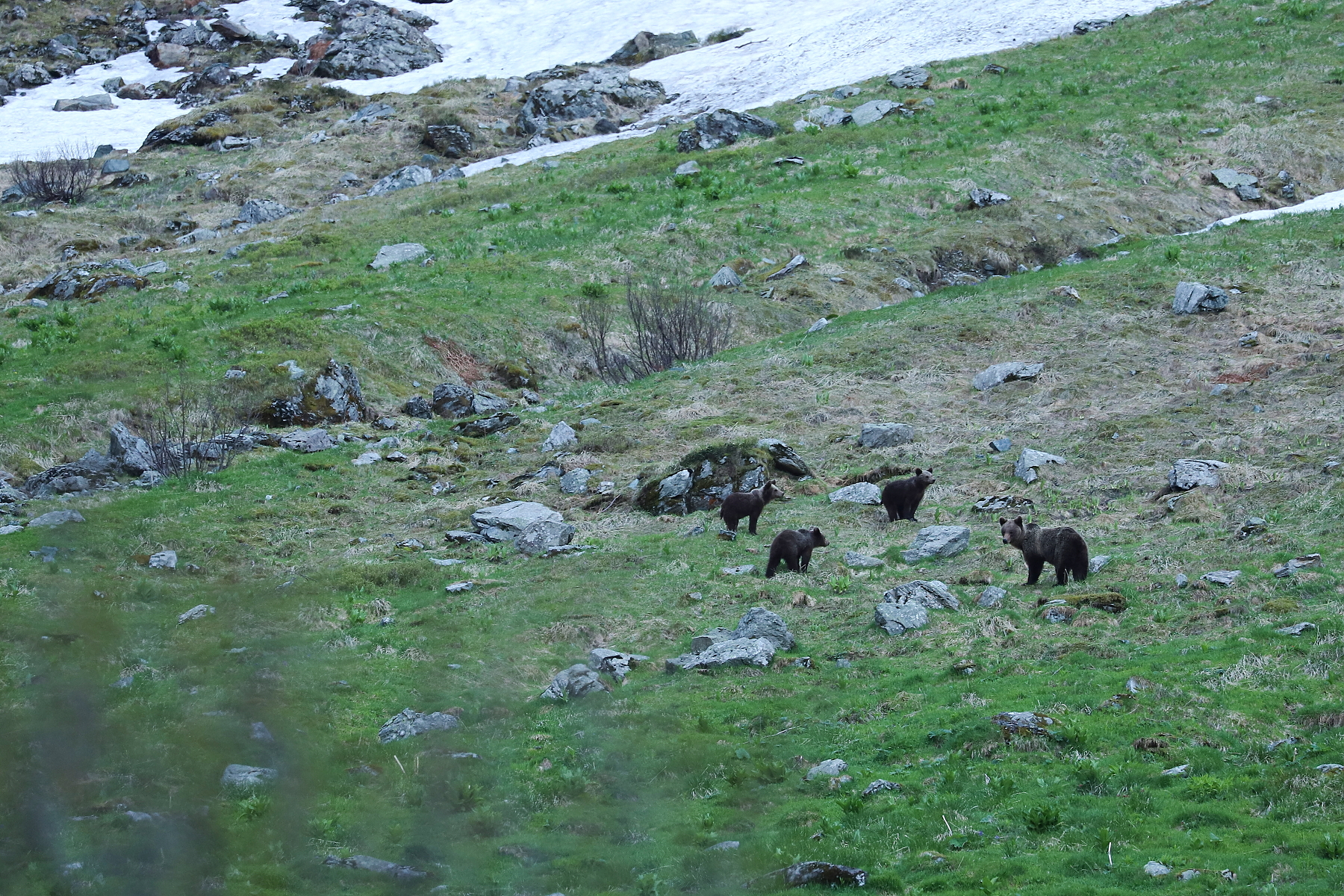 medveď hnedý (Ursus arctos), Fagaraš, Rumunsko (14)