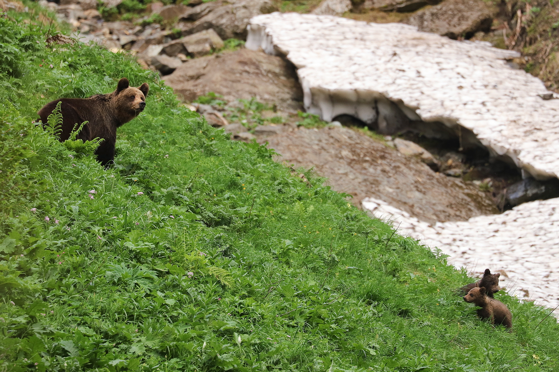 medveď hnedý (Ursus arctos), Fagaraš, Rumunsko (2)