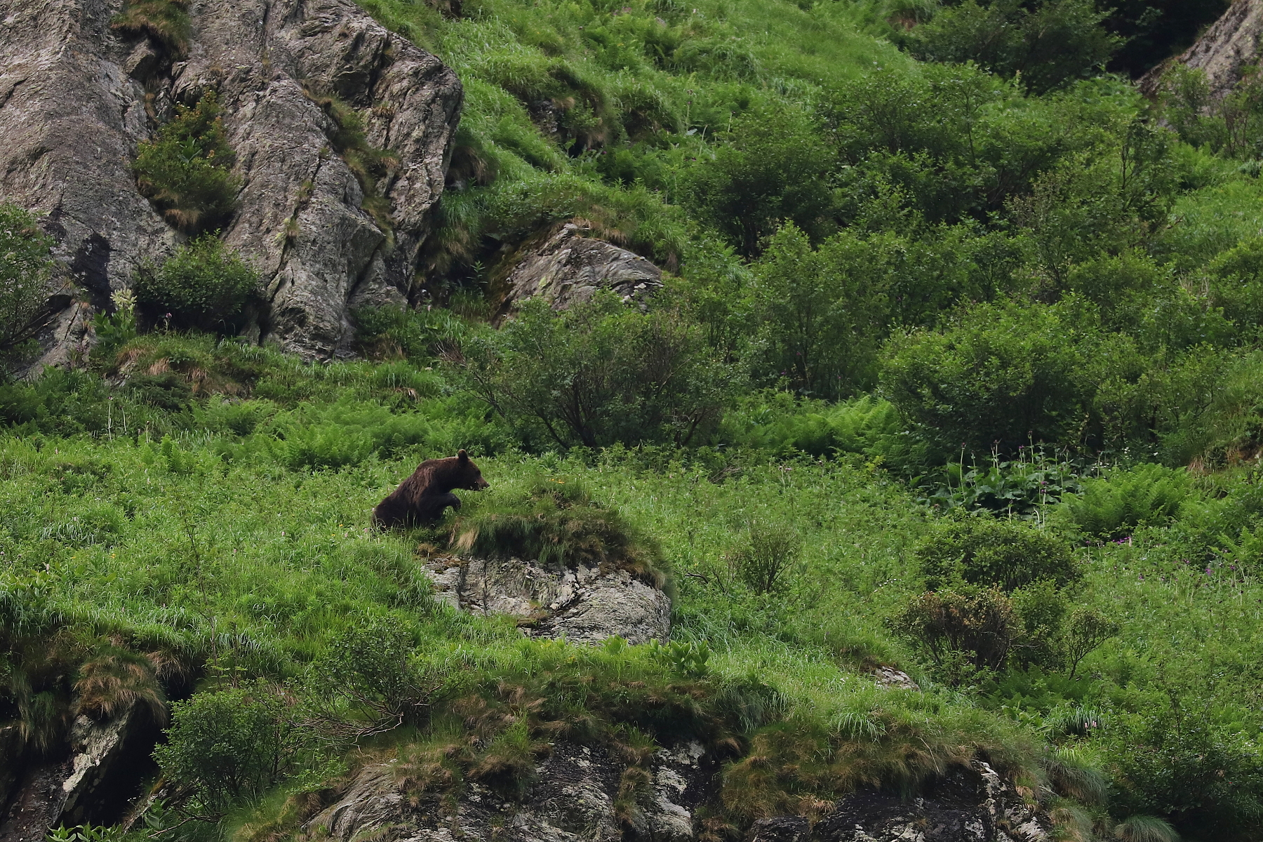 medveď hnedý (Ursus arctos), Fagaraš, Rumunsko (3)