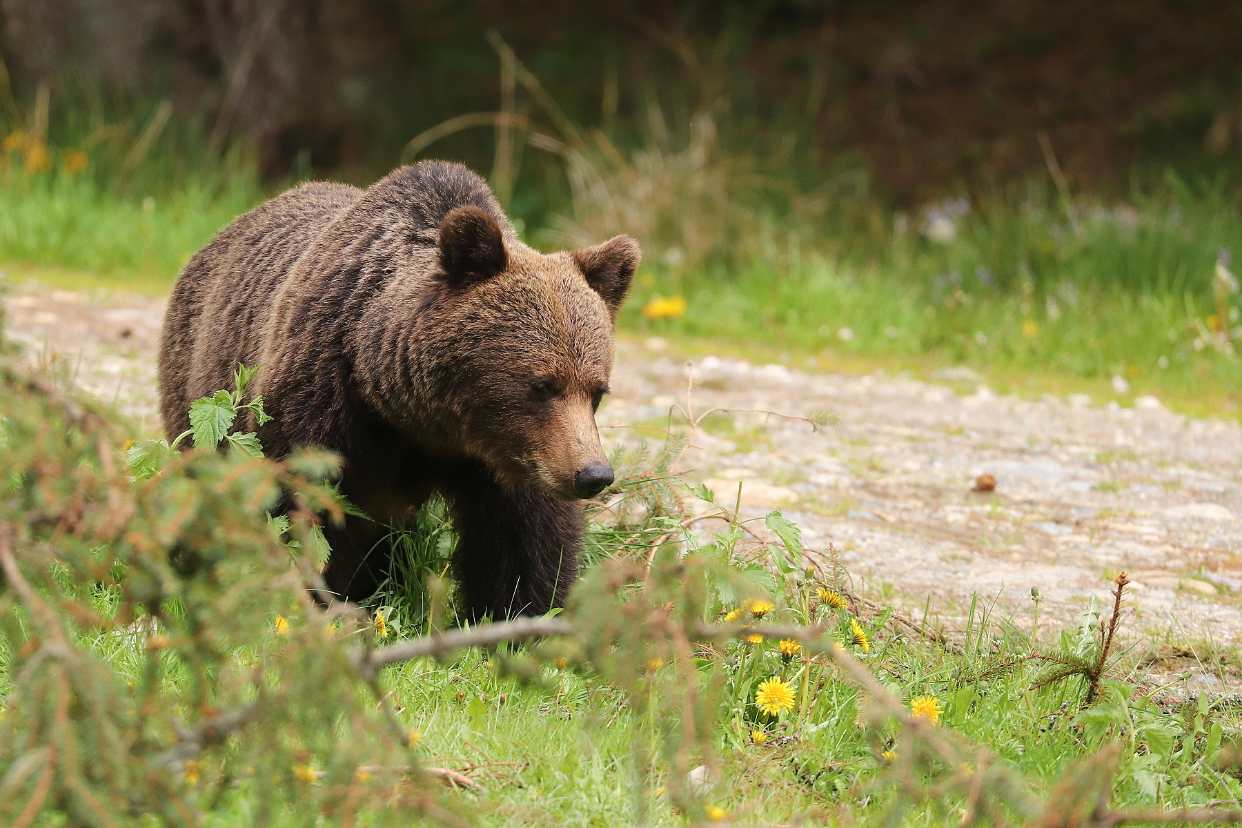 medveď hnedý (Ursus arctos), Fagaraš, Rumunsko (4)