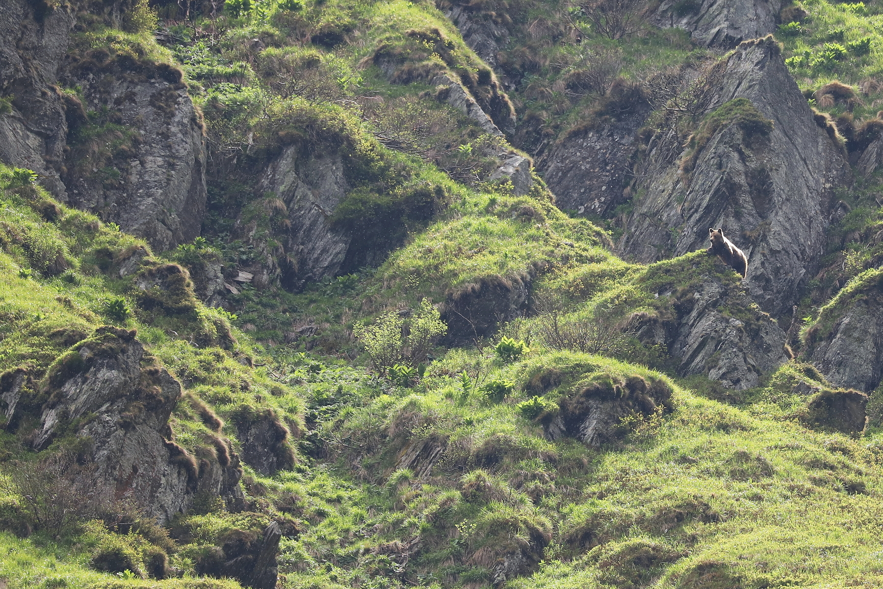 medveď hnedý (Ursus arctos), Fagaraš, Rumunsko (4)