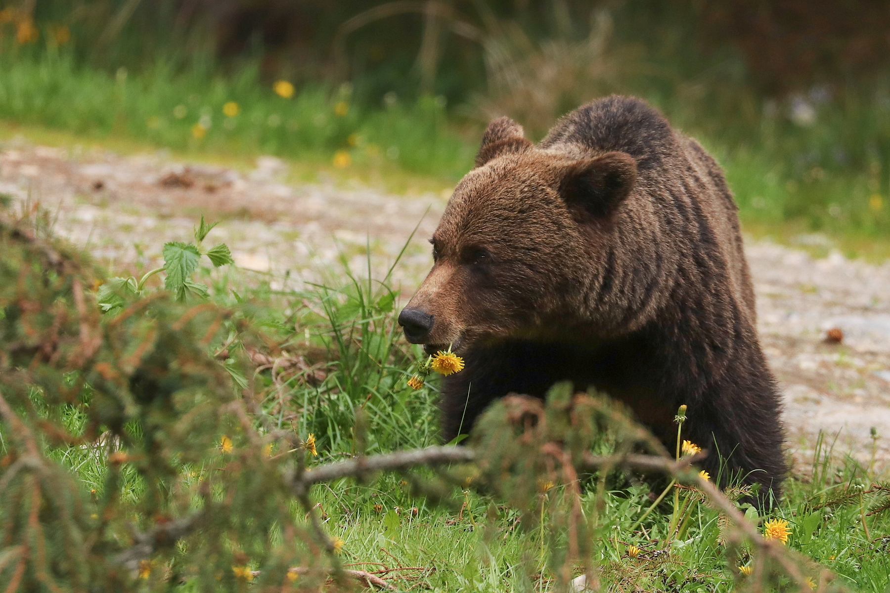 medveď hnedý (Ursus arctos), Fagaraš, Rumunsko (5)