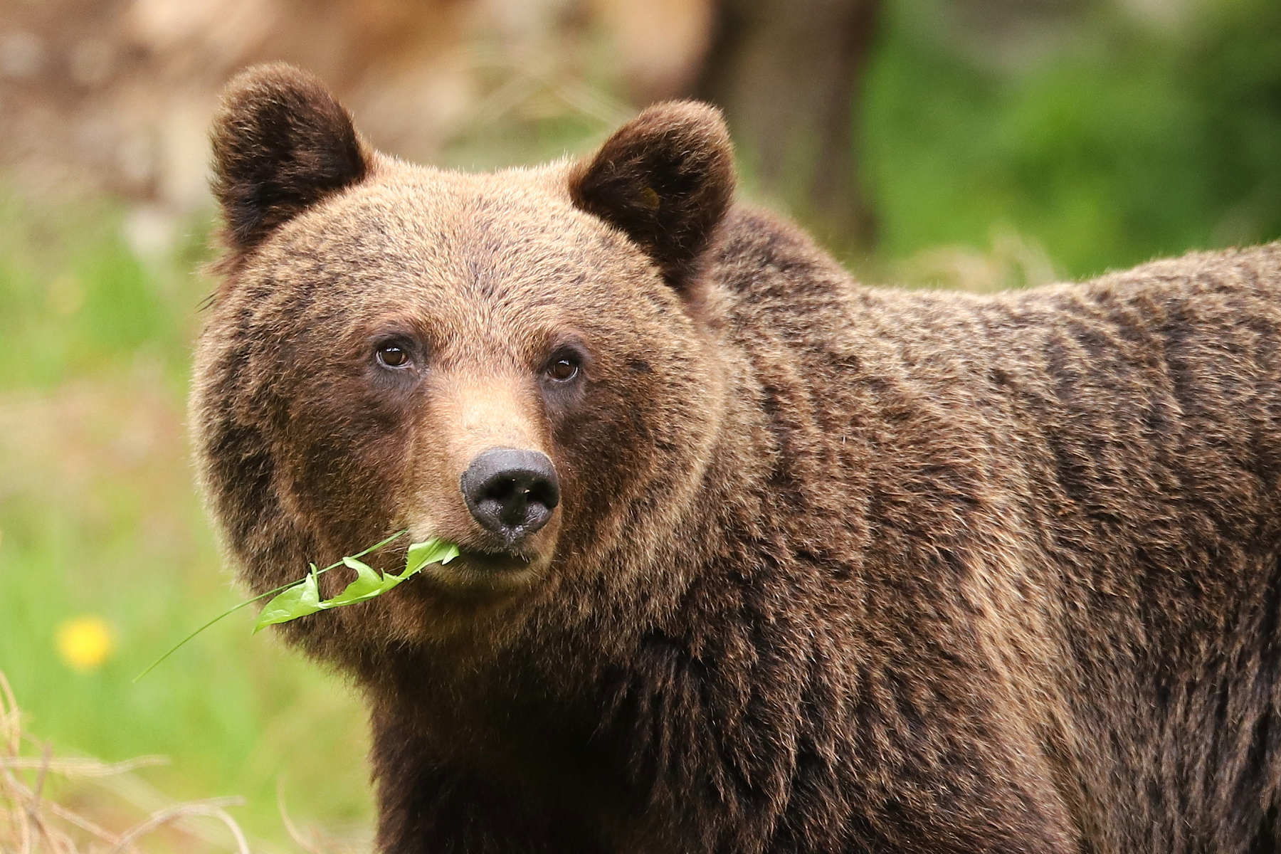 medveď hnedý (Ursus arctos), Fagaraš, Rumunsko (6)